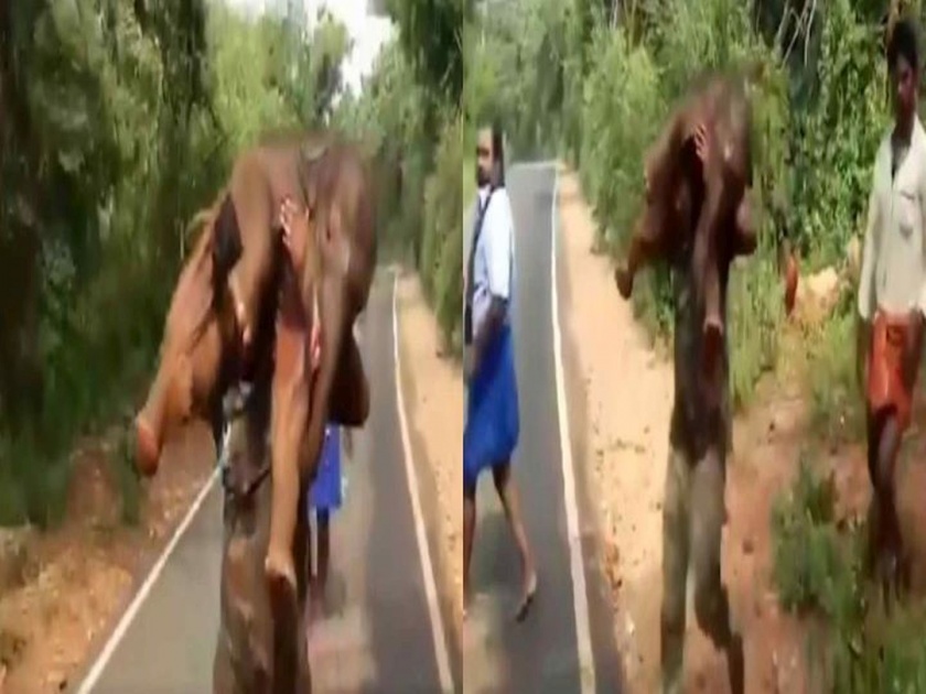 Forest guard rescued elephant baby trapped in mud then ran over shoulder to introduce mother video viral | Forest guard rescued elephant : रिअल बाहुबली! हत्तीच्या पिल्लाला खांद्यावर घेऊन धावला गार्ड; अन् त्याला दिलं जीवदान