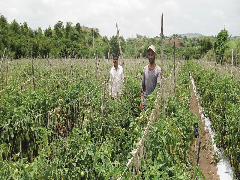 Tomatoes became farmers in 30 days; Production of five lakhs in 35 guntas | टोमॅटोने ३० दिवसात शेतकरी झाला मालामाल; ३५ गुंठ्यात पाच लाखांचे उत्पादन