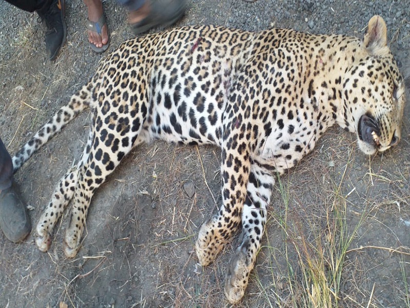 Leopard killed in unidentified vehicle collision | अज्ञात वाहनाच्या धडकेने बिबट्या ठार