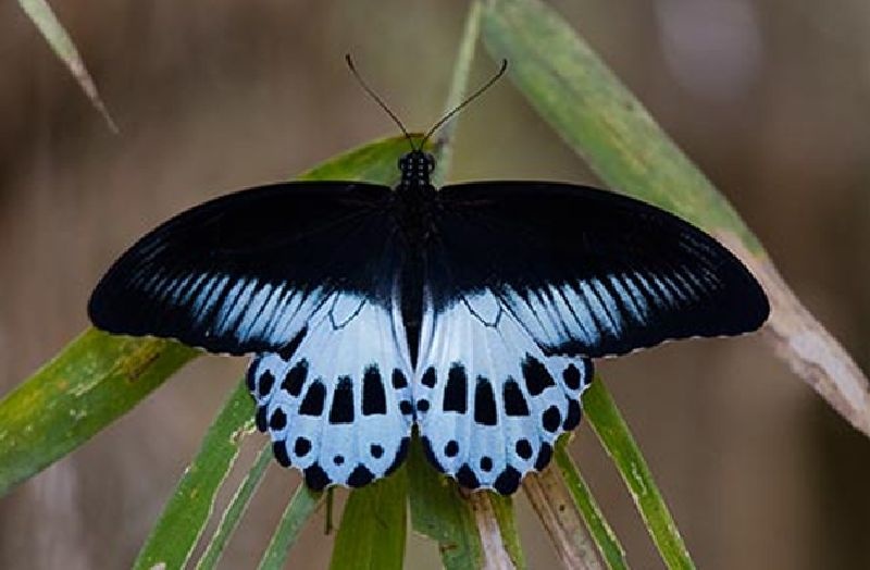 State butterfly found in Arjuni Morgaon | महाराष्ट्राचे मानचिन्ह 'ब्ल्यू मॉर्मोन' फुलपाखरू आढळले अर्जुनी मोरगावात