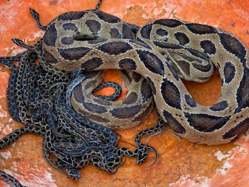 Bidri's snake charmer gave life to 73 chicks including Ghonas | बिद्रीच्या सर्पमित्राने घोणससह 73 पिल्लांना दिले जीवदान