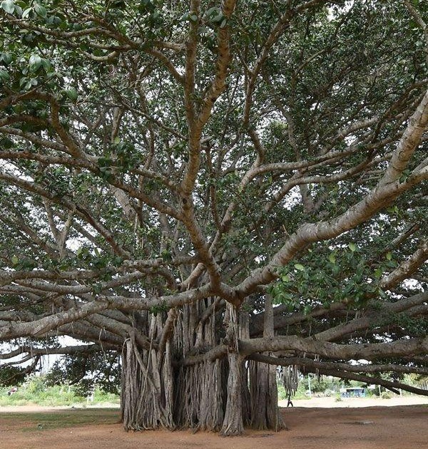 The ancient giant trees of the state will be counted | राज्यातील पुरातन महावृक्षांची होणार गणना