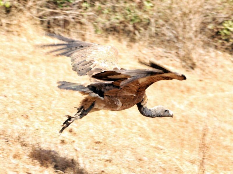 Rescue: The vultures fall from hundreds of feet high on the ground | रेस्क्यू : उष्माघाताने शेकडो फूट उंचीवरुन गिधाड कोसळले जमिनीवर