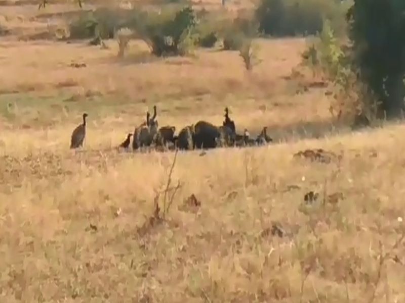 Protected wildlife vultures in Nasik | नामशेष होणाऱ्या संरक्षित वन्यजीव गिधाडांचे नाशिकमध्ये वाढले वास्तव्य