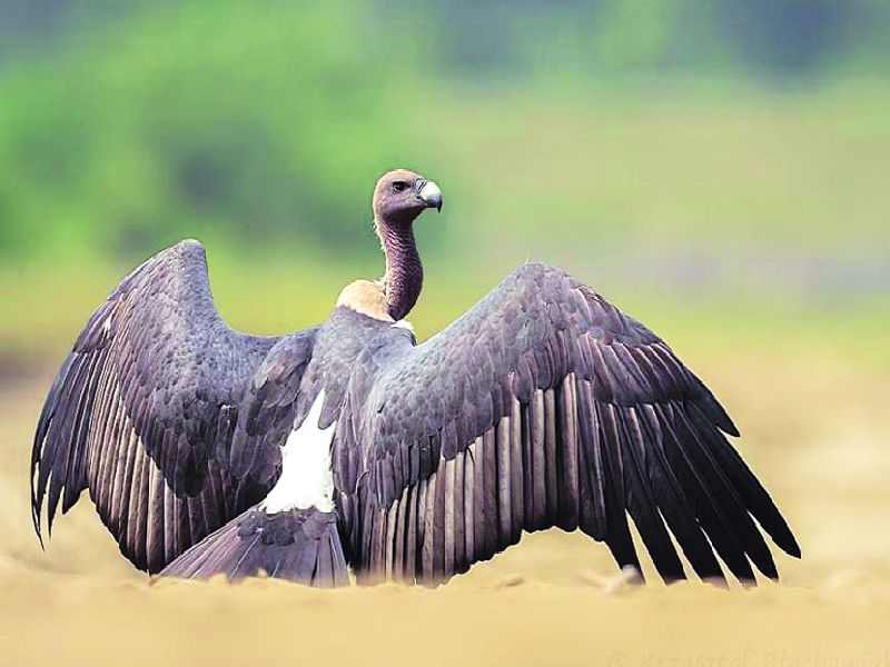 The story of the vulture will teach a lifelong lesson! | ऐतखाऊ गिधाडाची गोष्ट शिकवेल आयुष्यभराचा धडा!