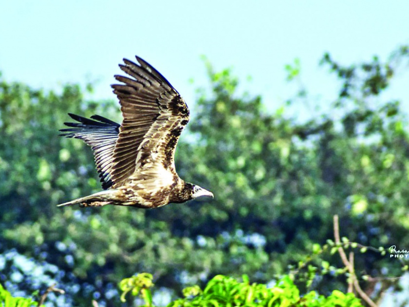 Rare Egyptian vulture found in Ratnagiri - Nature cyclone hits birds - Wandering in Ratnagiri Nis | रत्नागिरीत आढळले दुर्मीळ इजिप्शियन (पांढरे) गिधाड