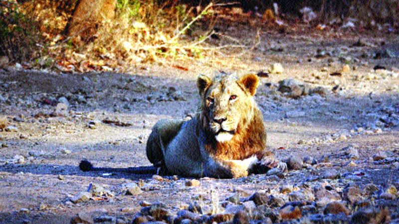 Lion's followers are in danger! | सिंहांच्या पालनहारांचेच अस्तित्व धोक्यात!