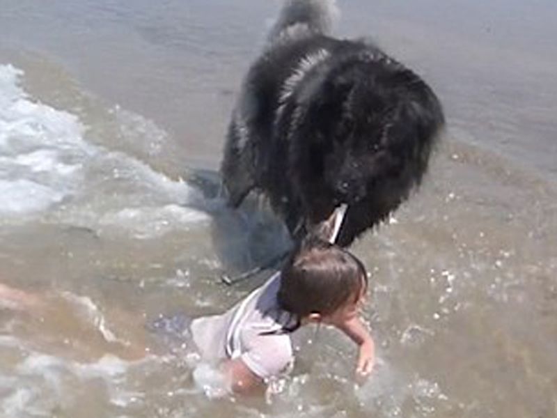 Adorable moment a dog rescues a little girl from ocean waves | समुद्राच्या लाटेत वाहून जाणाऱ्या मुलीला कुत्र्याने वाचवलं; व्हिडीओ व्हायरल!