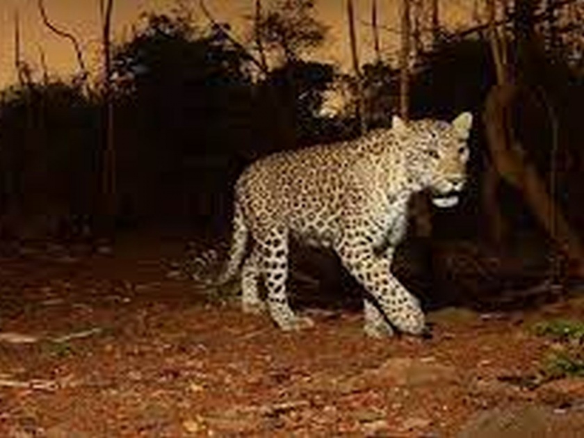 Watch of Forest Department for protection from leopards in Aarey colony | आरेत बिबट्यापासून संरक्षणासाठी वन खात्याच्या जागता पहारा