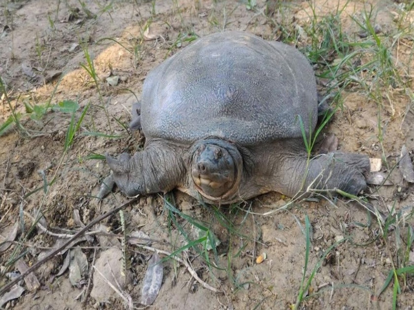 18 Olive Ridley turtles found dead in 6 days on Goan coast | पाच दिवसांतच गोव्याच्या किनारपट्टीवर 18 कासवांना जलसमाधी