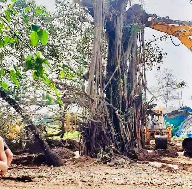 Revival of the old banyan tree by the people of Goa | वटवृक्षाला पुनरुज्जीवन
