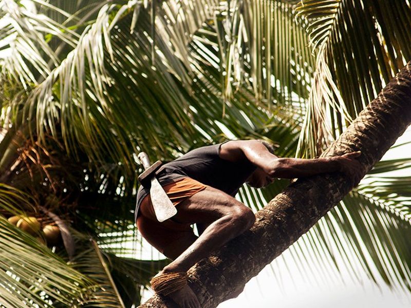 Horticulture Corporation stopped coconut sale at subsidized rates | फलोत्पादन महामंडळाने अनुदानित दराने नारळ विक्री थांबवली