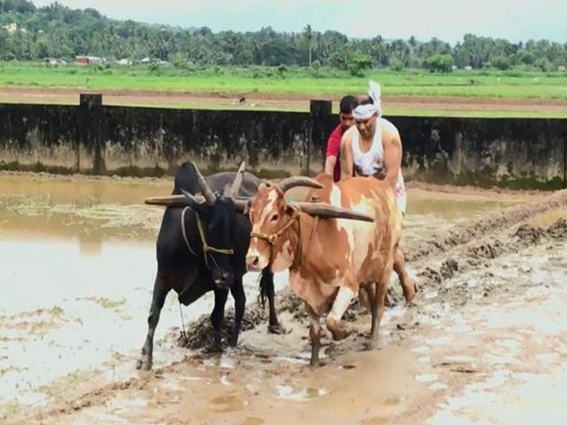 political leaders of goa turn farmers all for a young sarpanch facebook challenge | तरुण शेतकऱ्याच्या 'या' चॅलेंजमुळे नेते उतरले शेतात