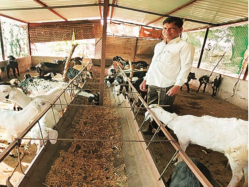 The economic progress achieved from goat farming in drought affect jalana | दुष्काळात खचून न जाता शेळीपालनातून साधली आर्थिक प्रगती