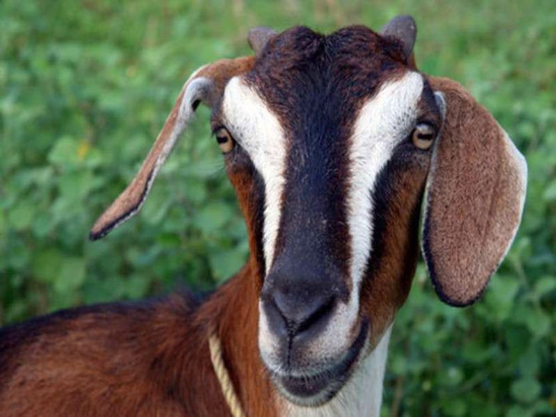 Theft of 21 goats by breaking the lock of a shop in Ambad | अंबडमध्ये दुकानाचे कुलुप तोडून २१ बोकडांची चोरी