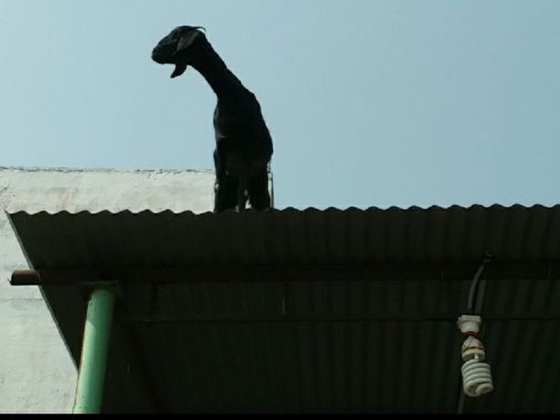 The goat's 'Birugarii' tired the sau; Events in Aurangabad Market Committee | बकरीच्या 'विरुगीरी' ने सा-यांना थकवले; औरंगाबाद बाजार समितीमधील घटना