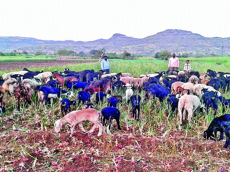 Sheep and goats left on onion crop | कांद्याच्या पिकात सोडल्या शेळ्या-मेंढ्या