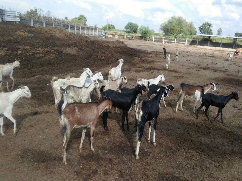 Police torture the goats! 34 goats were taken from the suspicion of theft | शेळ्या संभाळताना पोलिसांची दमछाक! चोरीच्या संशयावरून ३४ शेळ्या घेतल्या होत्या ताब्यात