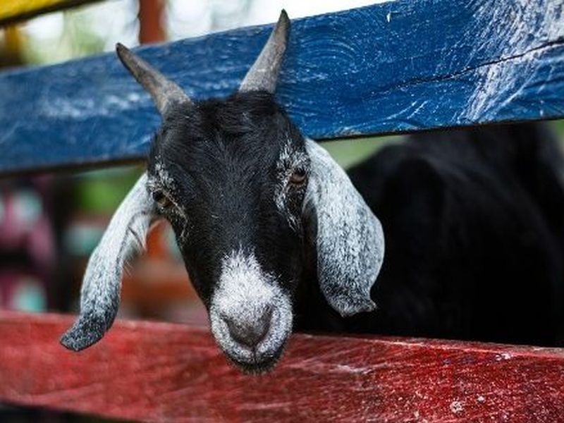 8 goats killed by poison in Pipal | पिंपळ्यात विषबाधेने ८ शेळ्या दगावल्या