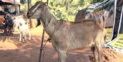 13 goats were killed due to poison in Sithi in Bhusawal taluka | भुसावळ तालुक्यातील शिंदी येथे विषबांधेमुळे १३ शेळ्या दगावल्या