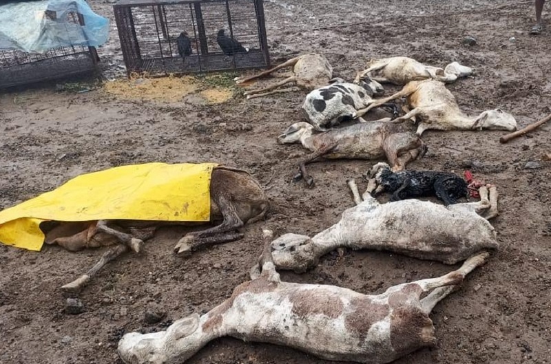 15 goats and sheep die of frostbite in Meghaldarewadi satara district | अवकाळीचा फटका; मेघलदरेवाडीत थंडीने गारठून शेळ्या-मेंढ्यांचा मृत्यू