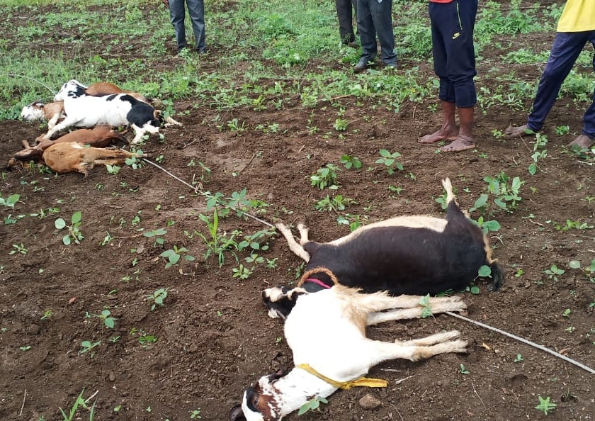 6 goats dies due to electrical shock; Luckily girl survived | वीजेच्या तारेला स्पर्श झाल्याने ६ बकऱ्यांचा मृत्यू ; सुदैवाने चिमुकली बचावली