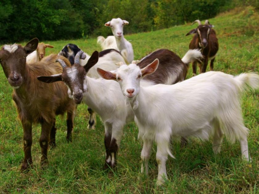 couple gives goat for cutting grass | गवत चरण्यासाठी बकऱ्या भाड्याने देणे आहे! जोडप्याचा भन्नाट व्यवसाय, करतात लाखोंची कमाई