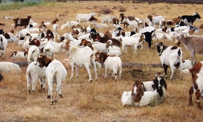 Goats death due to drinking chemical water near Wardha | वर्धा  नजीक रसायनयुक्त पाणी पिल्याने बकऱ्या  दगावल्या