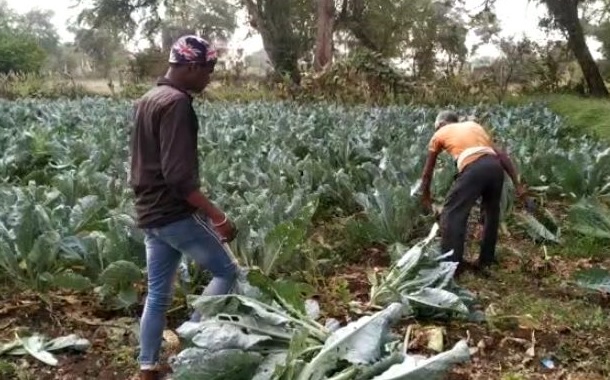 A desperate farmer donated thousands of rupees worth of cauliflower and eggplant to the cow protection | निराश शेतकऱ्याने हजारो रुपयांची फुलकोबी व वांगी दिली गोरक्षणाला