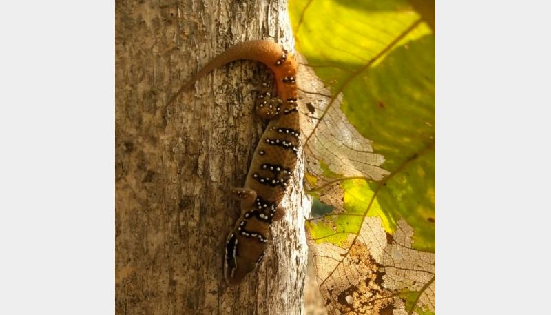 Rare gecko lizard found in Gondsavaric in bhandara dist | गोंडसावरीत आढळला दुर्मीळ 'गेको सरडा, वन्यप्रेमींमध्ये उत्साह
