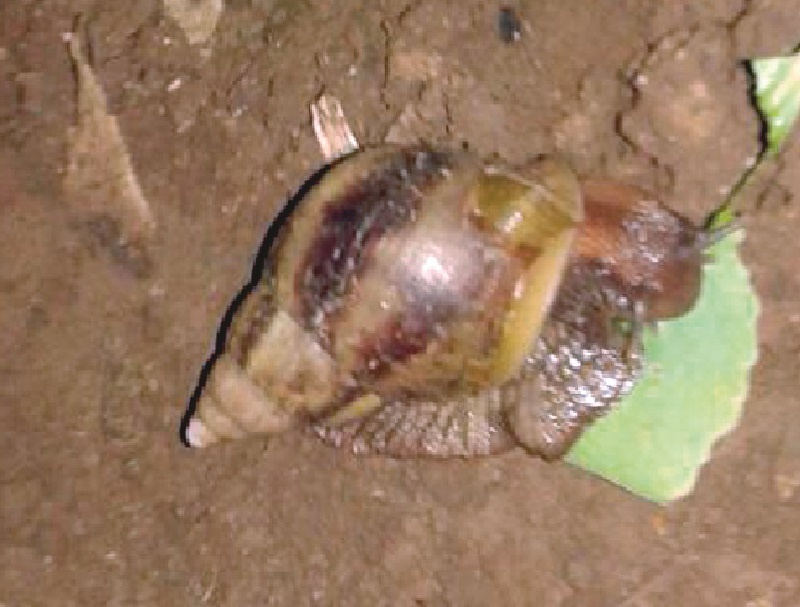 The existence of the great snails in Kotali | कोतुळमध्ये महाकाय गोगलगायींचे अस्तित्व