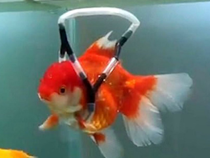Korean fashion designer builds a wheelchair help for his disabled goldfish | Video : माशाला पोहण्यात येत होती अडचण, मालकाने तयार केली झकास 'व्हिलचेअर'