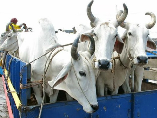 Fourteen cows released for slaughter in Solapur | सोलापुरात कत्तलीसाठी जाणाºया चौदा गायींची सुटका