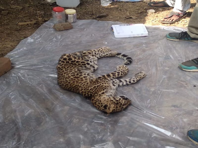 The leopard's calf deaths in Gondiya | गोंदियात बिबट्याच्या बछड्याचा मृत्यू 