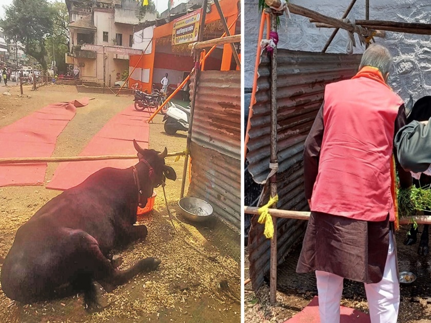 Gopujan every day in the campaign office of Mahavikas Aghadi! Chandrakant Khaire brought his friend's black Kapila cow from Paithan | महाविकास आघाडीच्या प्रचार कार्यालयात दररोज गोपूजन ! खैरेंनी पैठणहून आणली कपिला गाय