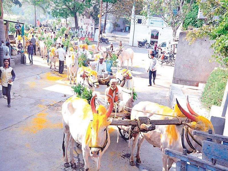 155 bullock cart participants in Goregaon procession processions | गोरेगाव येथे मांडव डहाळेच्या मिरवणुकीत १५५ बैलगाड्या सहभागी