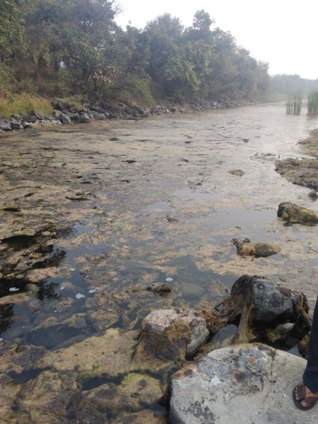 Infectious water in the Gorevada lake in Nagpur | नागपुरातील गोरेवाडा तलावात नाल्याचे दूषित पाणी