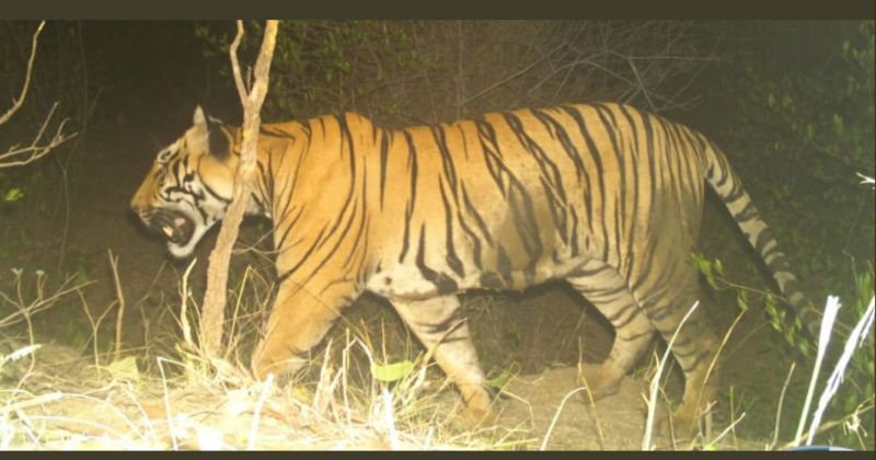 There will be a covid investigation of the dead tiger | ‘त्या’ मृत शिकारी वाघाची होणार कोविड तपासणी