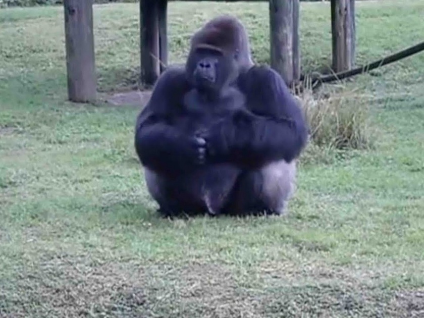 Miami zoo gorilla sign language viral video wins internet | VIDEO : खायला देणाऱ्याला गोरिलाने दिलं असं उत्तर; पाहणारेही झाले अवाक्