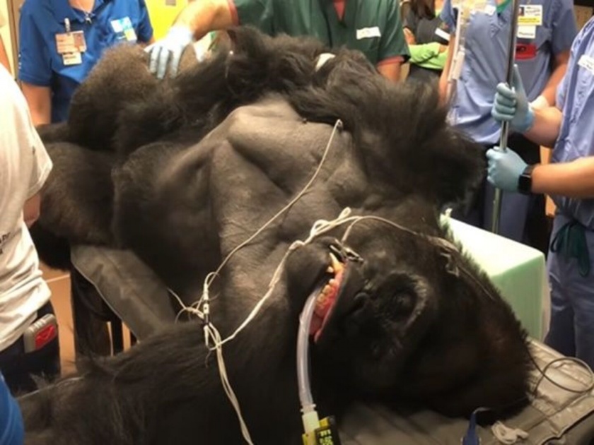 Gorilla undergoing a medical procedure pics and videos will shock you | VIDEO : १८७ किलो वजनी गोरिल्लावर असा केला उपचार, आधी कधी पाहिलं नसेल.....