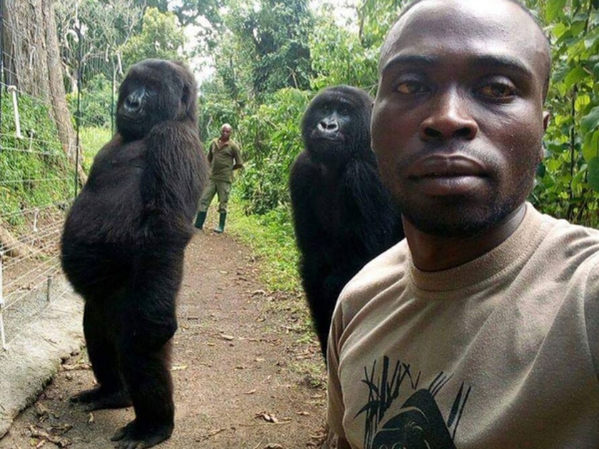Gorillas posing for a selfie with anti poaching officers in Congo national park people love gorillas pose | गोरिलांचा हा सेल्फी पाहून लोक आश्चर्यचकित, रातोरात झाले प्रसिद्ध!