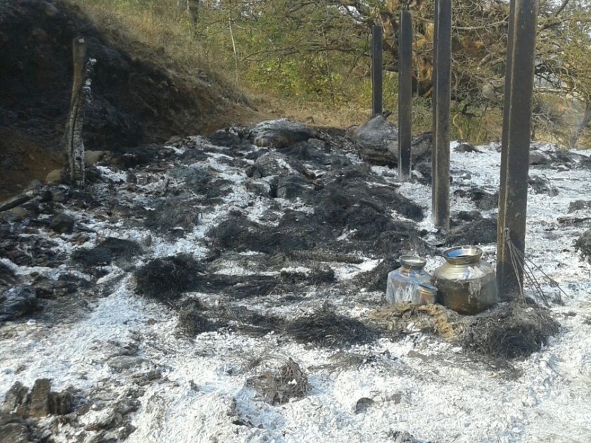 A fire in a cattle moth at Hastavis Durgavadi, 8 animals killed |   हातवीज दुर्गावाडी येथे जनावरांच्या गोठ्याला आग, ८ जनावरे मृत्यूमुखी 
