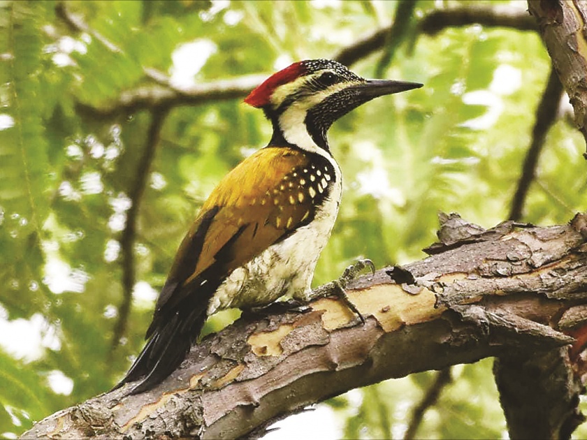 15 birds found in Gautala Sanctuary | गौताळा अभयारण्यातील निरीक्षणात आढळले १५ पक्षी