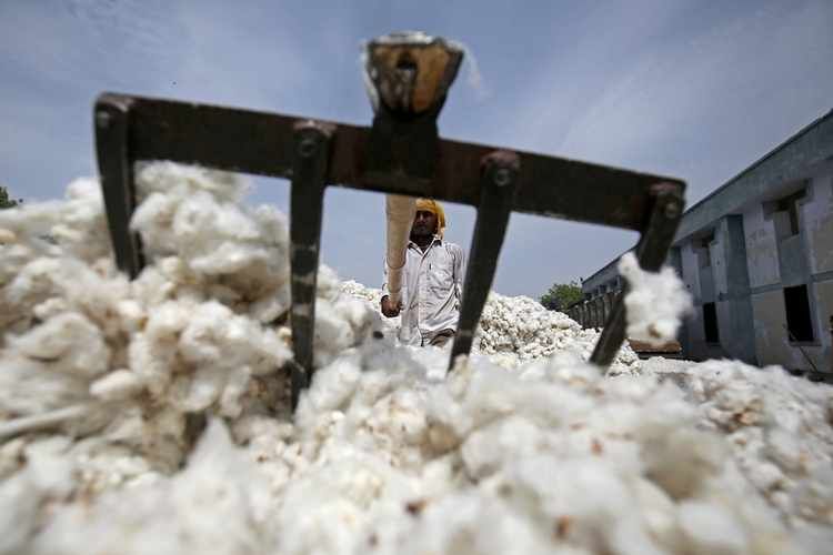 Government cotton purchase in October this year! | शासकीय कापूस खरेदी यंदा आॅक्टोबरमध्ये!