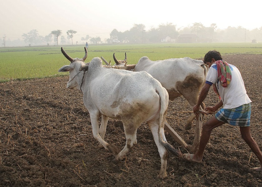 In the Solapur district, the bank received the last 'Yellow' list of debt waiver, including 57 thousand 151 farmers. | सोलापूर जिल्ह्यातील कर्जमाफीची शेवटची ‘यलो’ यादी बँकेला मिळाली, ५७ हजार १५१ शेतकºयांचा समावेश