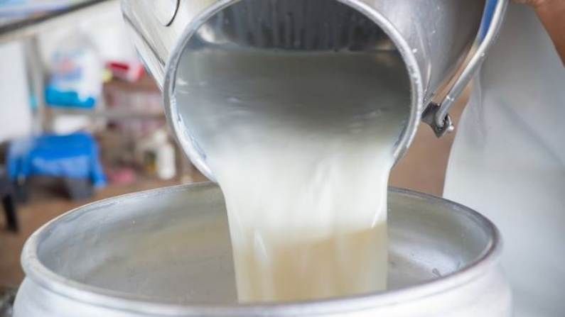 Increase in government milk collection in Akola district | अकोला जिल्ह्यात शासकीय दूध संकलनात वाढ