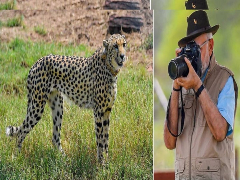 Government of India has selected a team of 9-member bodyguards to protect the cheetahs  | Kuno National Park: भारत सरकारने चित्तांसाठी तयार केले बॉडीगार्ड, 9 सदस्यीय टीम ठेवणार लक्ष 
