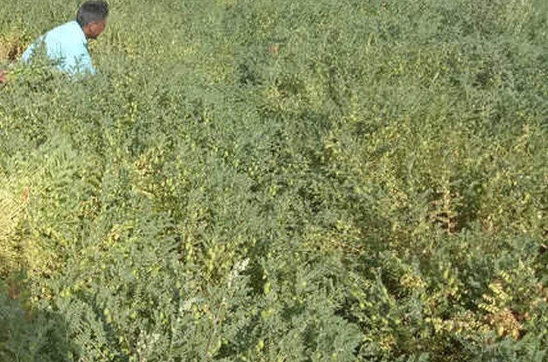 Climate change hits gram crop in Akola District | वातावरण बदलाचा हरभरा पिकाला फटका!
