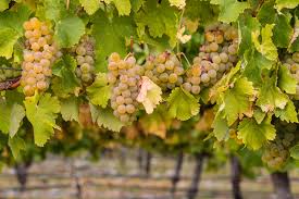 Due to cloudy weather due to rain in the grape growers | नाशकात ढगाळ वातावरणामुळे द्राक्ष उत्पादक संकटात