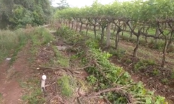 Anonymously cut down trees in the vineyard, filed charges against eight people | द्राक्ष बागेतील तोडली झाडे, आठ जणा विरोधात गुन्हा दाखल